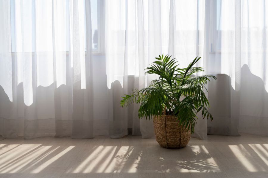 planta y cortinas